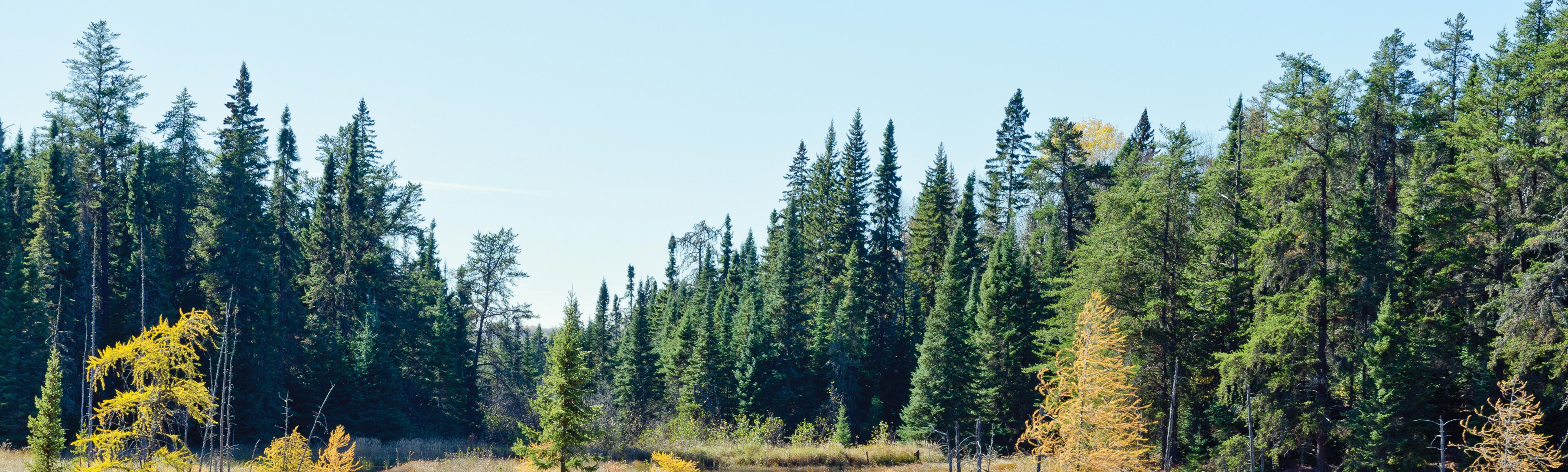 Room to Grow. Marit Stiles and the Ontario NDP's Forestry Strategy for the Economy.